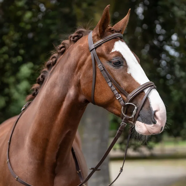 Hkm - Bridon Lou - Marron