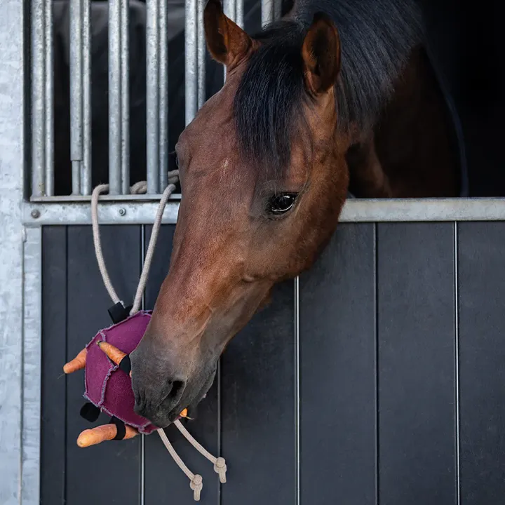 Jouets pour chevaux