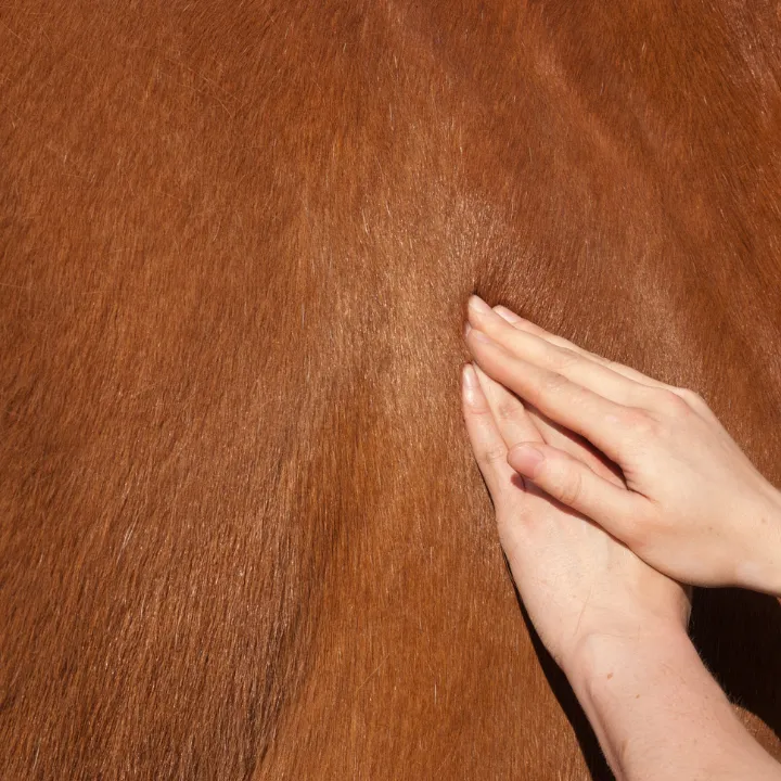 massage cheval