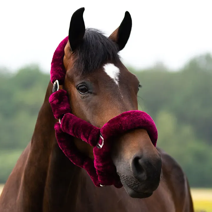 Qhp - Licol Alaska - Mouton Synthétique - Bordeaux_Noir
